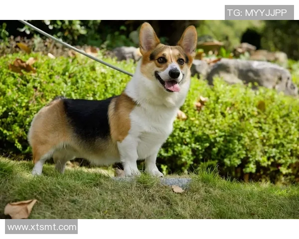 科基犬的魅力与养护技巧分享，带你走进可爱犬种的世界